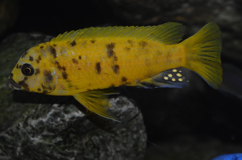 Maylandia sp. 'zebra gold' Kawanga